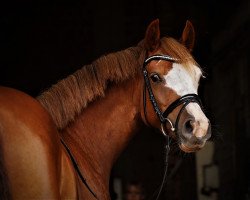 dressage horse La Bell Tricolore (German Riding Pony, 2018, from Kastanienhof Manhattan)