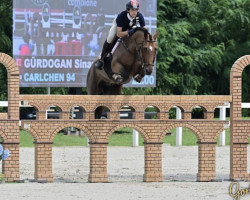 jumper Carlchen 94 (Oldenburg show jumper, 2013, from Cascadello)