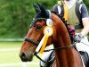 eventing horse Leos Liebling (German Sport Horse, 2018, from Leo von Faelz)