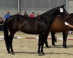 Zuchtstute Rocking Candy (Westfale, 2008, von Rock Forever NRW)