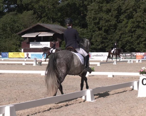Reitturnier Amstetten 2023