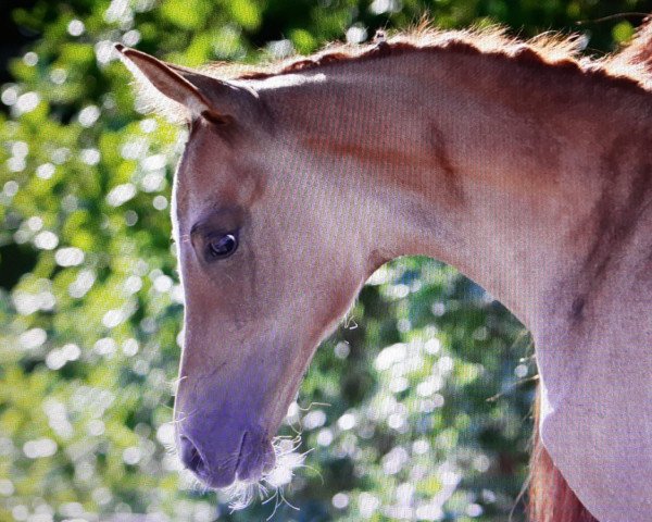 Dressurpferd Divas Golden Dream G (Deutsches Reitpony, 2023, von D-Gold AT NRW)