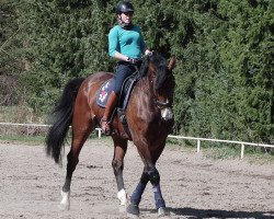 dressage horse Chester 164 (Westphalian, 2002, from Cordobes I)