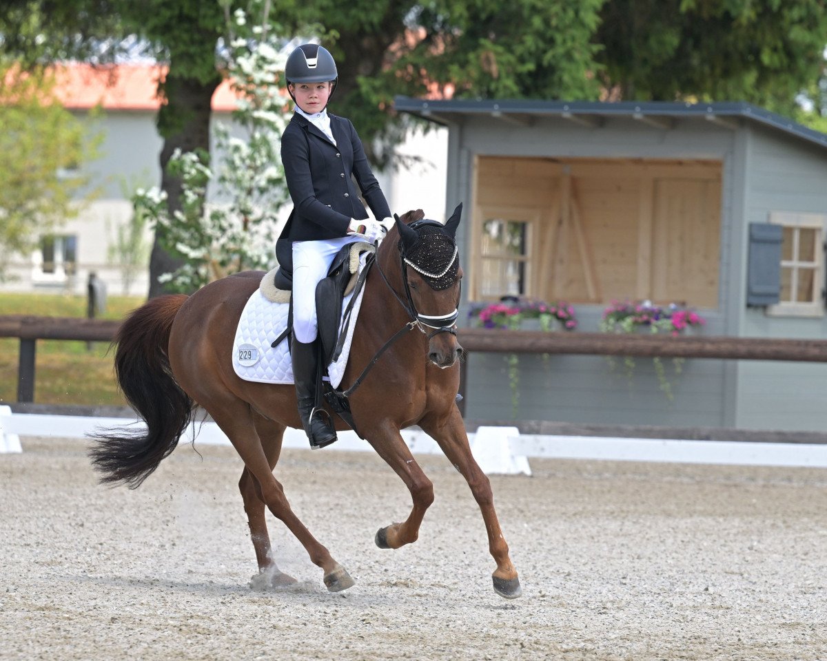 dressage horse Mad Max 87 (German Riding Pony, 2012, from Maerchenprinz II GH)