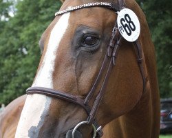 broodmare Capricieuse van het Oude Hof (Belgian Warmblood, 2002, from Darco)