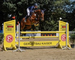 Springpferd Dinkibell (Holsteiner, 2018, von Dinken)