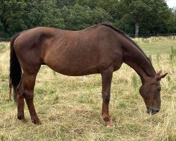 broodmare Donnerfee GL (Oldenburg, 1998, from Donnerschwee)