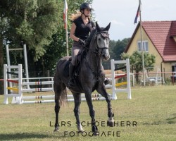 Springpferd Hello Hilde (Mecklenburger, 2018, von Hickstead White)