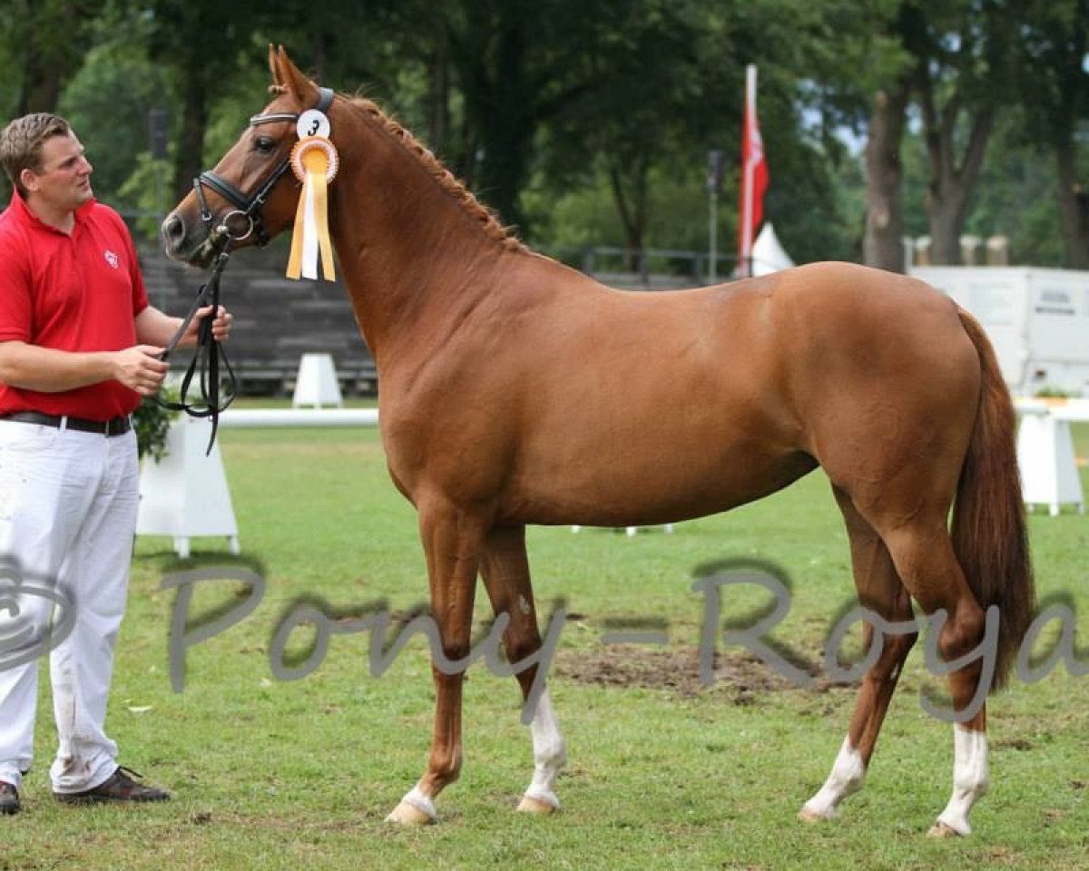 Zuchtstute Calibre de Cartier (Deutsches Reitpony, 2010, von Casino Royale K WE)
