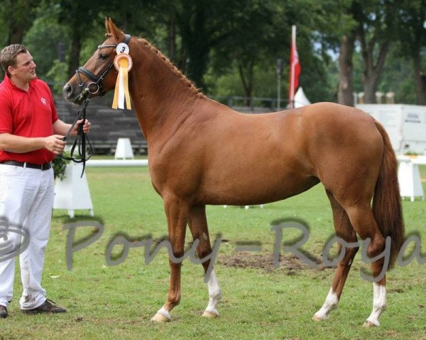broodmare Calibre de Cartier (German Riding Pony, 2010, from Casino Royale K WE)
