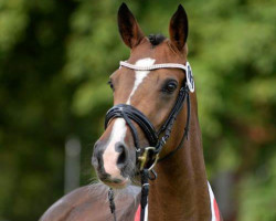 broodmare Hesselteichs Candy Queen (German Riding Pony, 2012, from Calvin Klein 23)