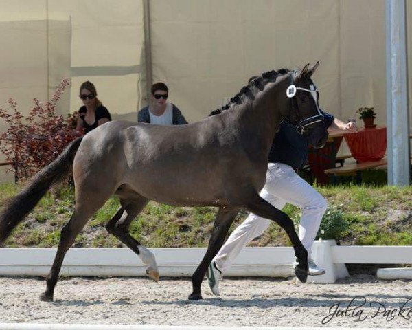 broodmare Daily Kiss 2 (German Riding Pony, 2012, from Dornier B)