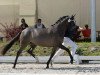 broodmare Daily Kiss 2 (German Riding Pony, 2012, from Dornier B)