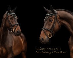 jumper Valentin 136 (Hanoverian, 2011, from Van Helsing)