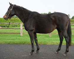 broodmare Hazaraba xx (Thoroughbred, 2011, from Oasis Dream xx)