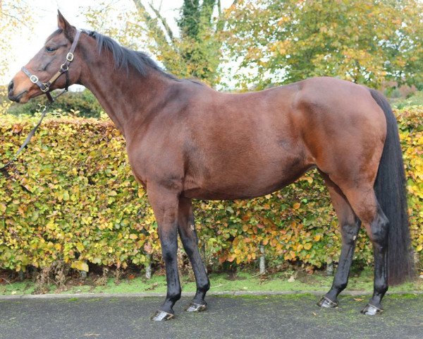 broodmare Haziyna xx (Thoroughbred, 2008, from Halling xx)