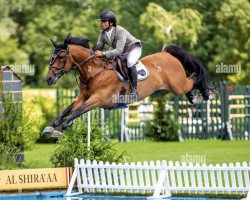 stallion Kartouzo van 't Kathof (Belgian Warmblood, 2010, from Ustinov)