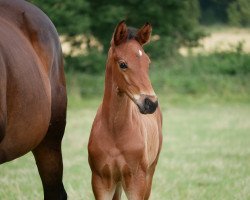 jumper Hengst von Charthago Blue / Nobre xx (Hanoverian, 2023, from Charthago Blue OLD)