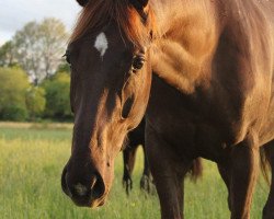 Springpferd Simba (Hannoveraner, 2018, von Stolzenberg)