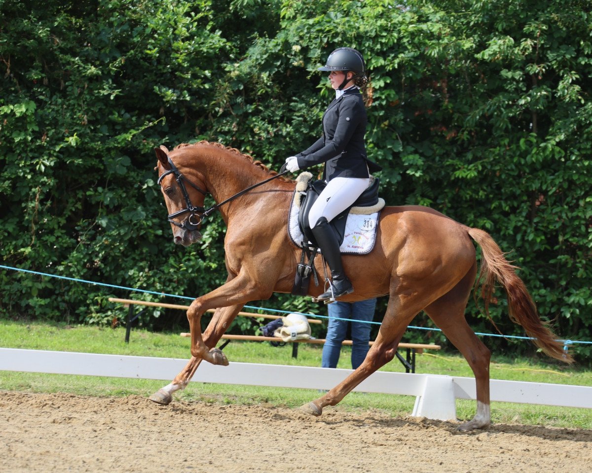 horse Formidable A (Hanoverian, 2020, from Fürst Samarant)