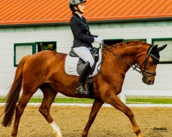 dressage horse Daisy 1001 (Hanoverian, 2013, from Dormello)