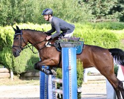 jumper Raja 166 (German Sport Horse, 2006, from Ramesside)