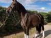 dressage horse Fina Nera 2 (Oldenburg, 2008, from Farewell III)