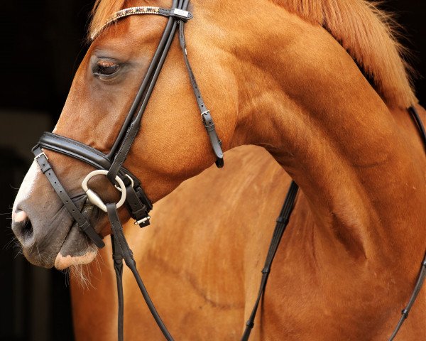 dressage horse Dorfsheriff 2 (Rhinelander, 2017, from Don Romanov)