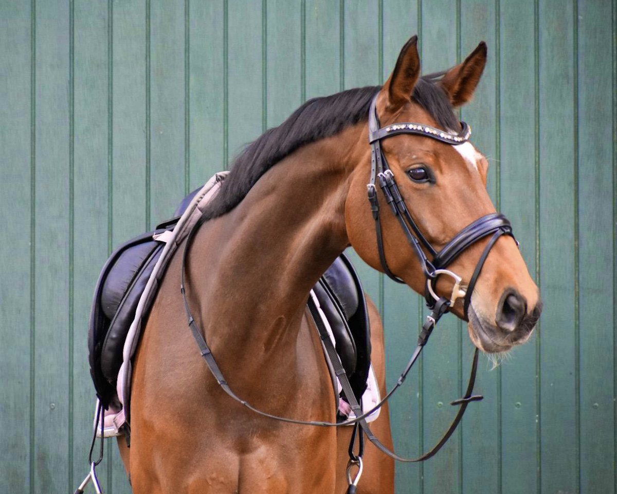 Dressurpferd Feliz Estrella Rs (Westfale, 2014, von Fiderbach OLD)