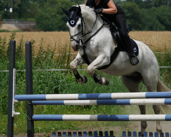 jumper Sasou 15 (Connemara Pony, 2014, from Knockadoe Dancer)