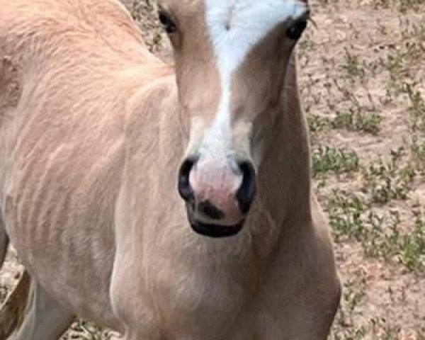 dressage horse Glückskeks V (German Riding Pony, 2023, from Gold Garant)