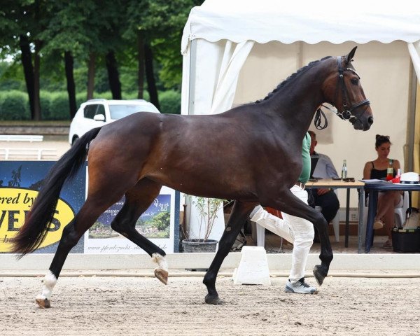 dressage horse Flamenca M (Hanoverian, 2020, from Fürst Samarant)