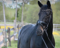 dressage horse Senseo 7 (Württemberger, 2010, from Birkhof's Sirtaki)