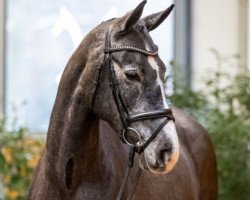 dressage horse Mount Blanc (Oldenburg show jumper, 2018, from Totilas)