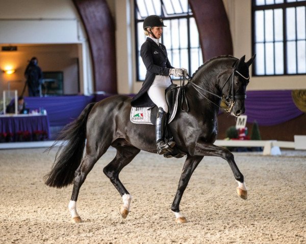 dressage horse Final (Oldenburg, 2013, from Totilas)