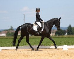 dressage horse Letizia 8 (Austrian Warmblood, 2018, from Birkhof's Fair Game OLD)