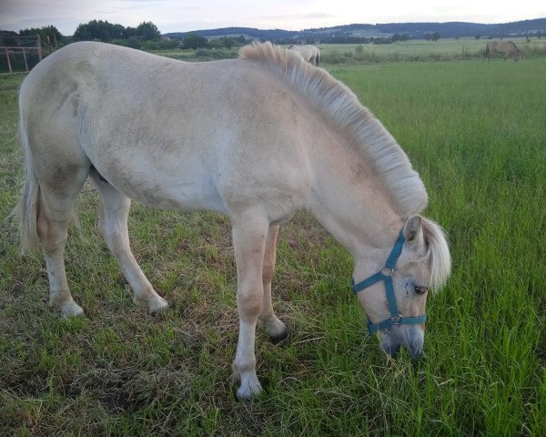 horse Havi (Fjord Horse, 2022, from Immortel d'Ober)