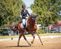 dressage horse Süstedter Sarotti (Hanoverian, 2015, from Sarotti Mocca-Sahne)