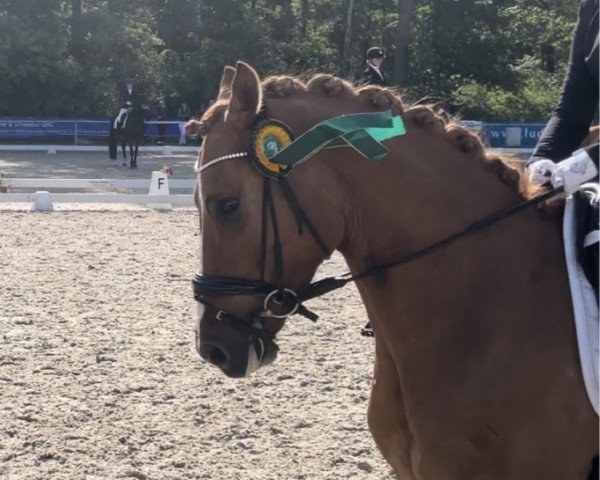 dressage horse Immenmoor Chiccolo (German Riding Pony, 2018, from Kastanienhof Cockney Cracker)