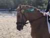 dressage horse Immenmoor Chiccolo (German Riding Pony, 2018, from Kastanienhof Cockney Cracker)