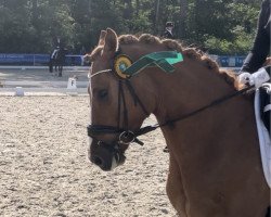 dressage horse Immenmoor Chiccolo (German Riding Pony, 2018, from Kastanienhof Cockney Cracker)