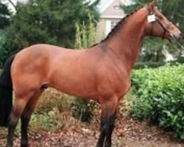 stallion Lancier (Westphalian, 1995, from Lancer III)