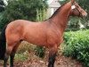 stallion Lancier (Westphalian, 1995, from Lancer III)