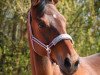 dressage horse Amaretto 317 (Brandenburg, 2008)