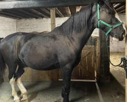 horse Lothar P (Polish Warmblood, 2017, from Nefryt)