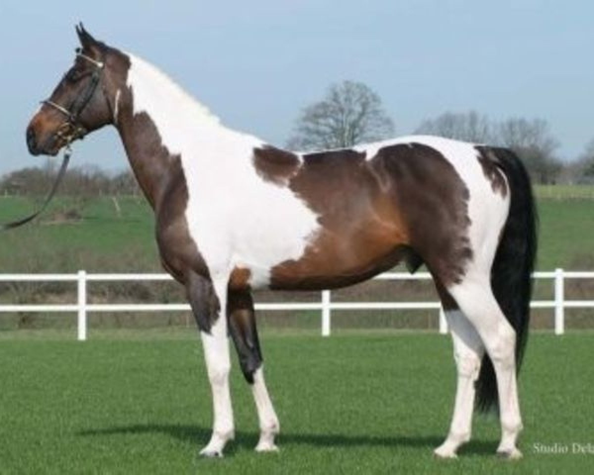 Deckhengst Wonderboy (Belgisches Warmblut, 1999, von Limbo)