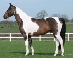 stallion Wonderboy (Belgian Warmblood, 1999, from Limbo)