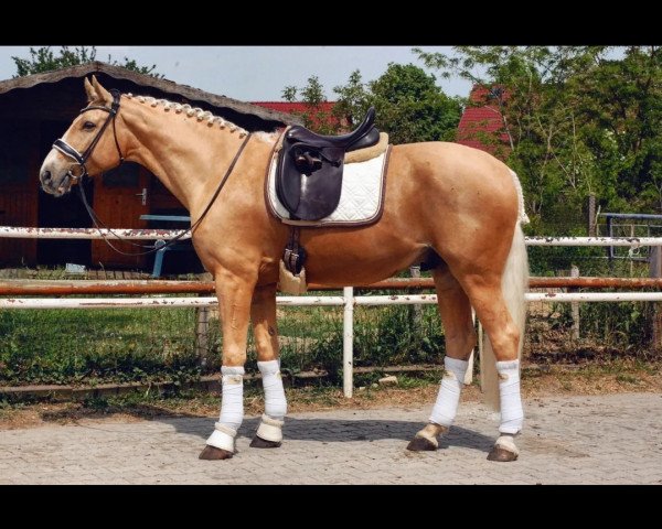 Pferd Glitter's Ace (Deutsches Sportpferd, 2016, von Glitter N'Cream GF)