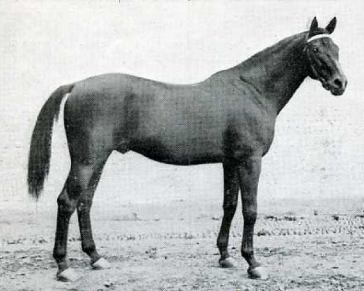 stallion Martial III xx (Thoroughbred, 1909, from Airlie xx)