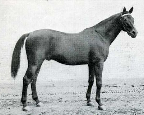 stallion Martial III xx (Thoroughbred, 1909, from Airlie xx)